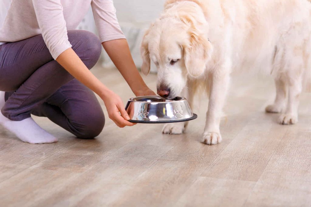 What’s the Best Dog-Friendly Flooring