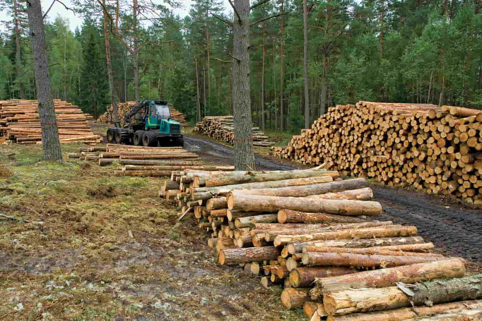 wood harvest